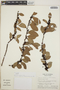 Vaccinium selerianum image