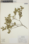Vaccinium kunthianum image