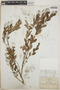 Vaccinium kunthianum image