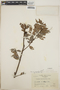Vaccinium leucanthum image
