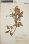 Vaccinium leucanthum image