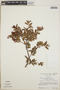 Vaccinium leucanthum image