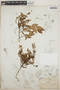 Vaccinium leucanthum image