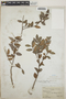 Vaccinium leucanthum image