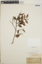 Vaccinium leucanthum image