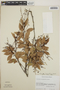 Vaccinium leucanthum image