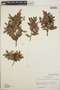Vaccinium leucanthum image