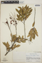 Vaccinium leucanthum image