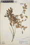 Vaccinium leucanthum image
