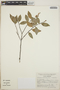 Vaccinium leucanthum image