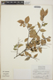 Vaccinium leucanthum image