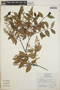 Vaccinium leucanthum image