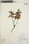 Vaccinium leucanthum image