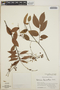 Vaccinium leucanthum image