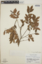 Vaccinium leucanthum image
