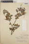 Vaccinium leucanthum image