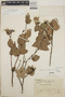 Vaccinium cordifolium image
