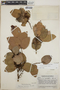 Vaccinium cordifolium image