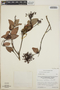 Vaccinium cordifolium image