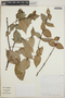 Symphysia orosiensis image