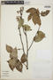 Symphysia orosiensis image