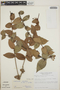 Symphysia orosiensis image