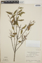 Vaccinium leucanthum image