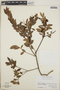 Vaccinium leucanthum image