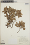 Vaccinium leucanthum image