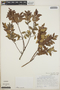 Vaccinium leucanthum image