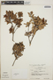 Vaccinium leucanthum image