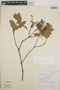 Vaccinium leucanthum image