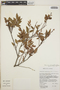 Vaccinium leucanthum image