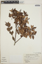 Vaccinium leucanthum image