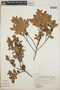 Vaccinium leucanthum image