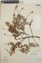Vaccinium leucanthum image