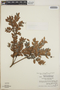 Vaccinium leucanthum image