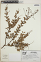 Vaccinium leucanthum image