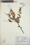 Vaccinium leucanthum image