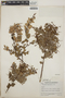 Vaccinium leucanthum image