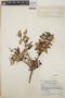 Vaccinium leucanthum image