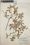 Vaccinium leucanthum image