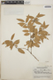 Vaccinium leucanthum image