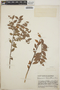 Vaccinium leucanthum image