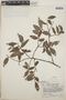 Vaccinium leucanthum image