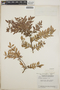 Vaccinium leucanthum image