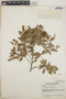 Vaccinium leucanthum image