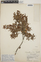 Vaccinium leucanthum image