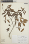 Vaccinium leucanthum image