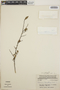 Vaccinium leucanthum image
